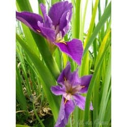 Iris Louisiana
