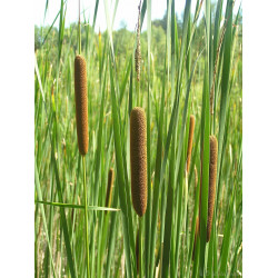 Typha Angustifolia 3 L