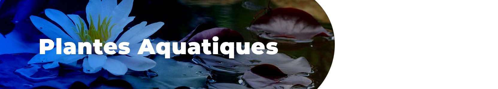 Plantes Aquatiques pour bassin