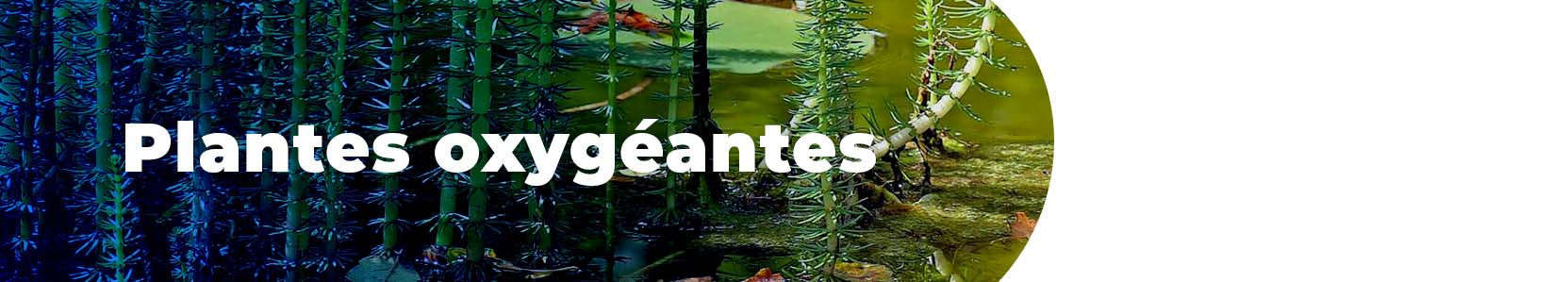 Plantes oxygéantes