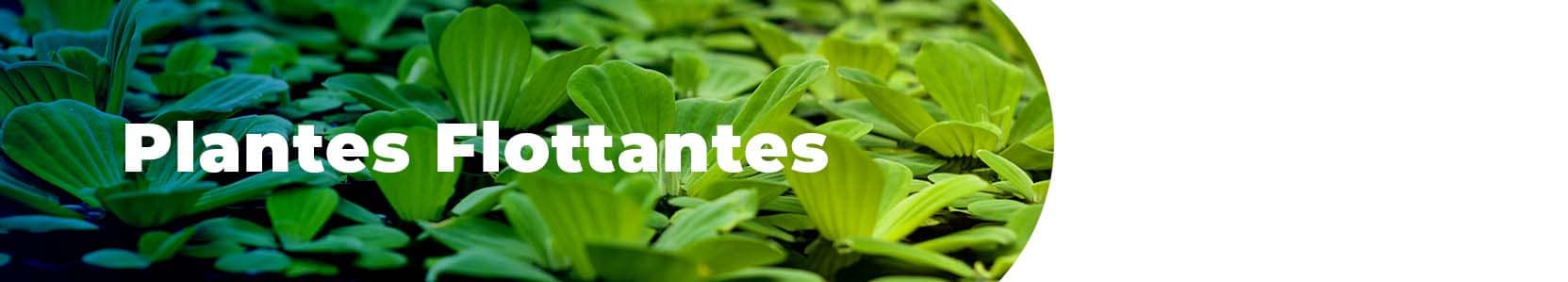 Plantes Flottantes