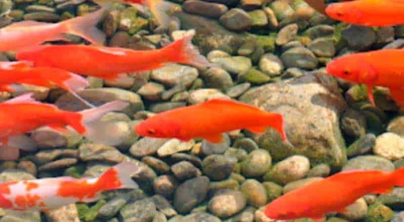 Poissons rouges, shubukin, comète jaune, ide melanote.....