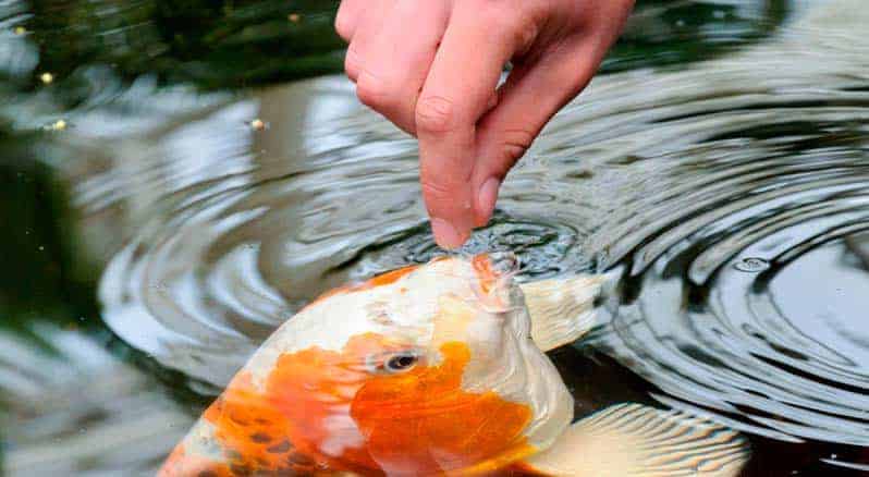 Poissons alimentation soins