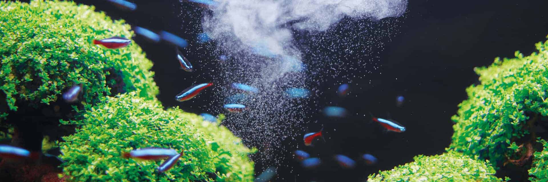 Soin , traitement , oligo éléments , engrais pour aquarium