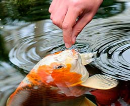 Installer des poissons dans votre bassin - Jardinet - Équipez votre jardin  au meilleur prix